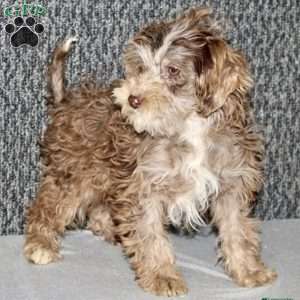 Olive, Portuguese Water Dog Mix Puppy